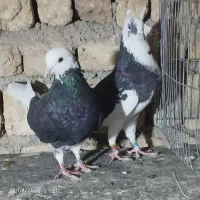 کبوتر