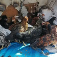 جوجه مرغ و خروس ۴ ماهه