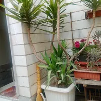 فروش گل طبیعی|گل و گیاه طبیعی|تهران, آبشار|دیوار