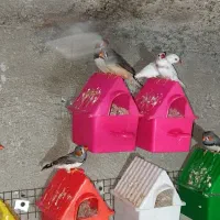 فنچ|پرنده|تالش, هشتپر|دیوار