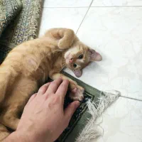 واگذاری بچه گربه‌ی نارنجی زیبا