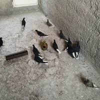 کبوتر.دم سفید.زاغ.قهوه ایی|پرنده|ابریشم, |دیوار