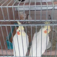 عروس هلندی مولد