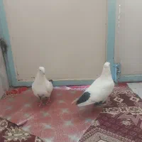کبوتر جفت گاه