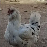مرغ گلین فول