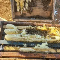 عسل طبیعی به شرط