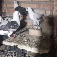 تعداد کبوتر