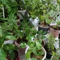گل طبیعی|گل و گیاه طبیعی|سبزوار, همت|دیوار