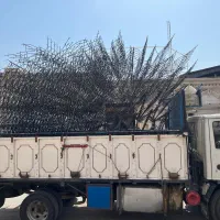 حفاظ شاخ گوزنی تهران