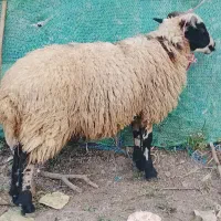 گوسفند نر جوان یک ساله وزن حدود ۳۵ کیلو