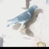 کبوتر پرینت دار