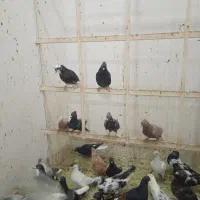 کفتر نوبازی