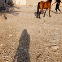 اسب مادیان سواری اوکی پرخون قد بلند
