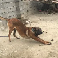 سگ ژرمن
