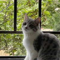 گربه|گربه|مشهد, فارغ التحصیلان|دیوار