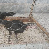 جوجه لاری
