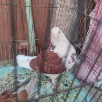 دو کت قرمز
