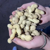 بادام زمینی