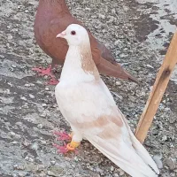 کبوتر رنگی