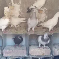 کبوترپرشی