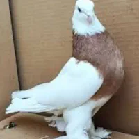 طوقی ماده پاپر