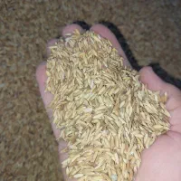 شلتوک بذری درجه یک