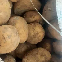 بذر سیب زمینی مارفونا