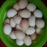 فروش تخم مرغ محلی