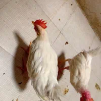 بچه خروس رنگی