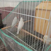 جفت فنچ نرگسی سیلور