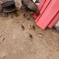 بوقلمون
