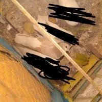 کفترساده زرد