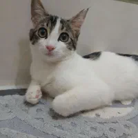 واگذاری  رایگان گربه