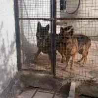 واگذاری یه جفت ژرمن نگهبان