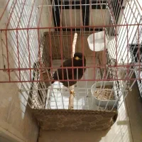 فروشگاه مرغ مینا نر دوساله