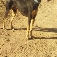 فروش تازی ماده به شرط شکار