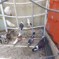 کفتر