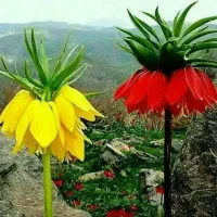 گلدان سفالی