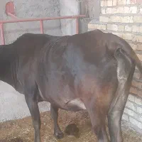 گاو و بره نر
