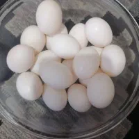 تخم کبوتر