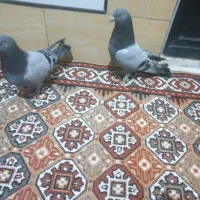 کبوتر|پرنده|فارسان, |دیوار