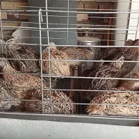 بلدرچین درشت سالم و سرحال
