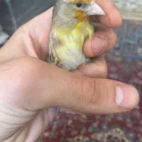 جوجه سهره قناری