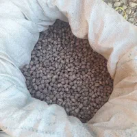 لوبیا چیتی بذری