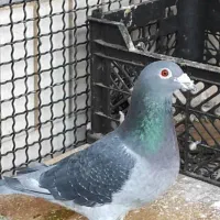 کبوتر زریی چاپی نر پرنده