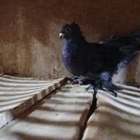 مشهدی