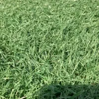 چمن مصنوعی استوک هلندی