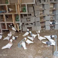 کبوتر طوقی خوب