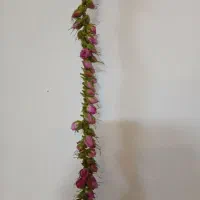 گل محمدی|گل و گیاه طبیعی|ماهیدشت, |دیوار