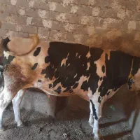 گاو نر